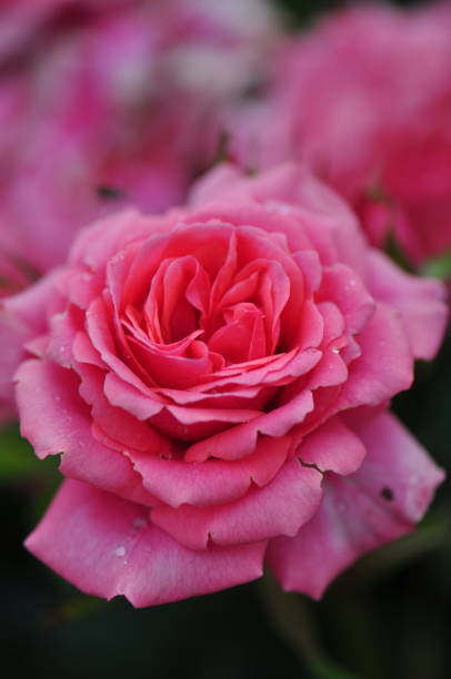 istock 2016 English summer roses 6/11 1153677093