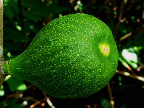 isolated green fig fruit closeup with bright soft blurry street.