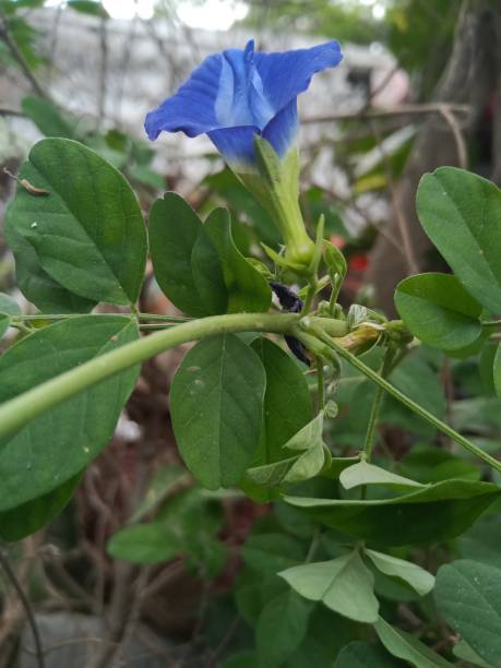 istock Blue coloured small flower wallpaper 1153677970