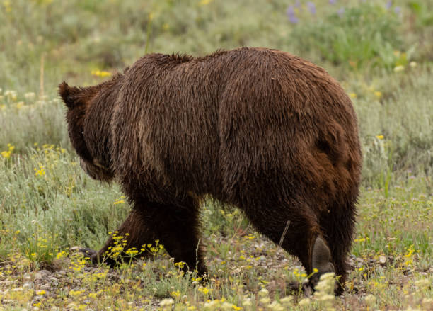 istock Rear View of Grizzly Bear 1153678004