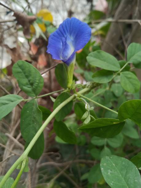 istock Blue coloured small beautiful flower wallpaper 1153678019