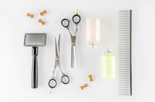 istock grooming tools, scissors, brush, comb, shampoo and dog treats, flat lay 1153678245