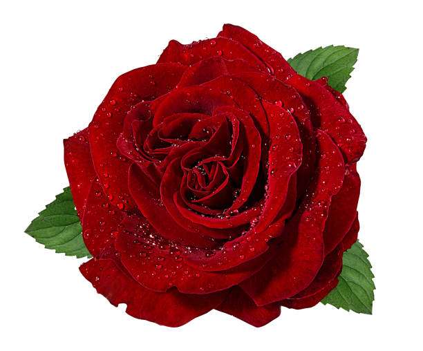 istock Beautiful red rose with dewdrops isolated on white background with clipping path 1153678251