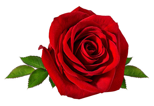 istock Beautiful red rose isolated on white background with clipping path 1153678362