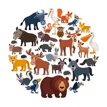 Cartoon Animals Collage Stock Illustration - Download Image Now - Animal, Zoo, Infographic - iStock Cartoon Animals Collage Stock Illustration - Download Image Now - Animal, Zoo, Infographic - iStock