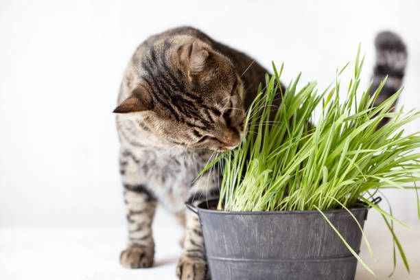istock Tabby cat eats fresh green grass. Cat grass. Useful food for animals 1153679569