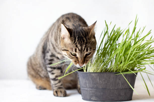 istock Tabby cat eats fresh green grass. Cat grass. Useful food for animals 1153679579