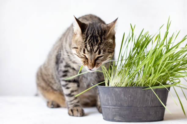 istock Tabby cat eats fresh green grass. Cat grass. Useful food for animals 1153679591