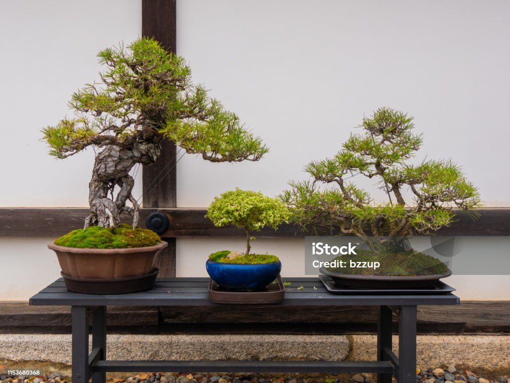 Conjunto Árboles Bonsai Japoneses En Maceta En El Zen Es Una Forma De Arte Japonesa Que Utiliza Árboles Cultivados En Recipientes Foto de stock y más banco de imágenes