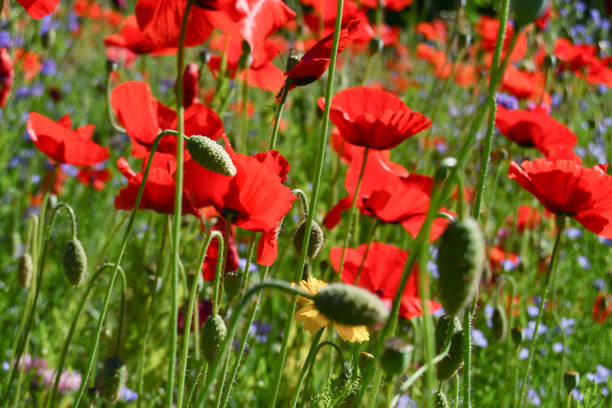 istock Crowded field of red poppies 1153680980
