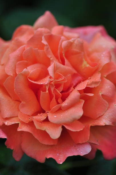 istock 2016 English summer roses 6/11 1153682709