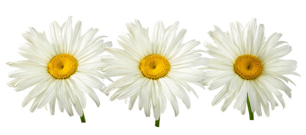istock White chamomile isolated on white background with clipping path 1153683106