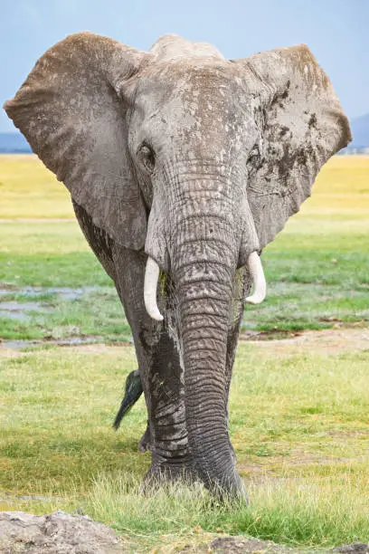 African elephant with big ears. Springtime day. Closeup vertical shot