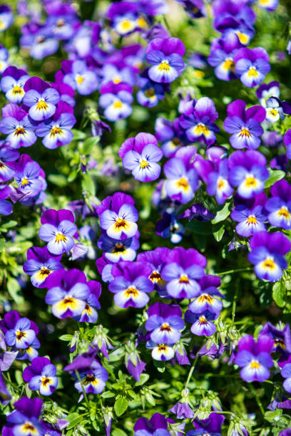 Viola tricolor Viola tricolor viola tricolor stock pictures, royalty-free photos & images