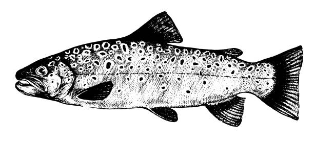 Brook trout, fish. Healthy lifestyle, delicious food. Hand-drawn images, black and white graphics. trout illustrations stock illustrations
