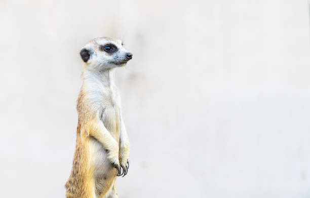 Cute Meerkat Suricata suricatta, African native animal, small carnivore belonging to the mongoose family, pet concept