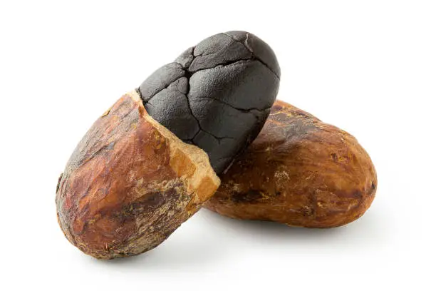 One roasted half peeled and one unpeeled cocoa bean isolated on white.