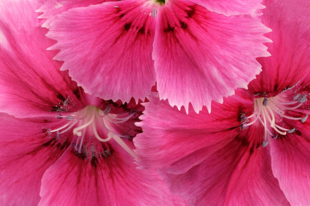 istock Three flowers of a red garden carnation 1153686401