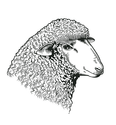 Head of sheep drawn in etching style. Farmed ruminant animal isolated on white background. Vector illustration for farm market identity, butchery and woolen products logo, advertisement, banner