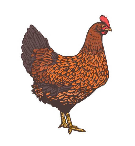 Hen or chicken drawn with rough lines in vintage woodcut or etching style. Colored poultry bird isolated on white background. Vector illustration for farm market logo, website banner, t-shirt print. Hen or chicken drawn with rough lines in vintage woodcut or etching style. Colored poultry bird isolated on white background. Vector illustration for farm market logo, website banner, t-shirt print chicken meat illustrations stock illustrations