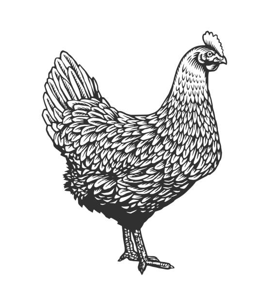 Chicken or hen drawn in vintage engraving or etching style. Farm poultry bird isolated on white background. Vector illustration in monochrome colors for poster, restaurant menu, website, logo. Chicken or hen drawn in vintage engraving or etching style. Farm poultry bird isolated on white background. Vector illustration in monochrome colors for poster, restaurant menu, website, logo chicken meat illustrations stock illustrations