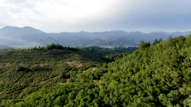 Aerial view of the verdant hills with trees in Napa Valley during summer season.