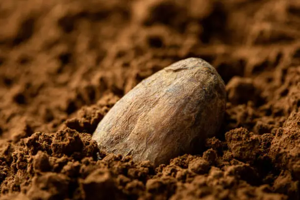 Single roasted unpeeled cocoa bean sitting in cocoa powder. Blurred background.