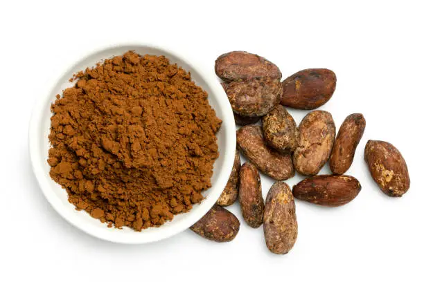 Cocoa powder in a white ceramic bowl next to roasted unpeeled cocoa beans isolated on white from above.