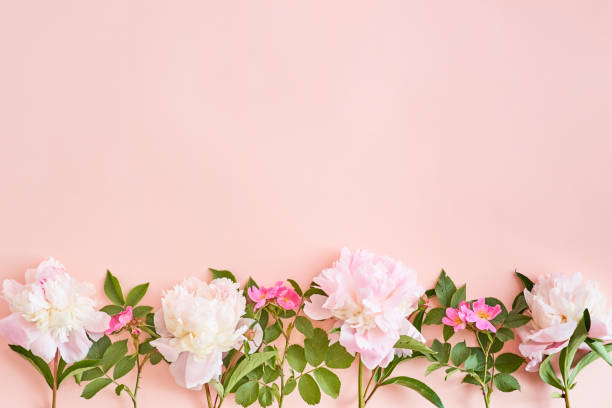 istock Flat lay composition with pink peonies on a pink background 1153687313