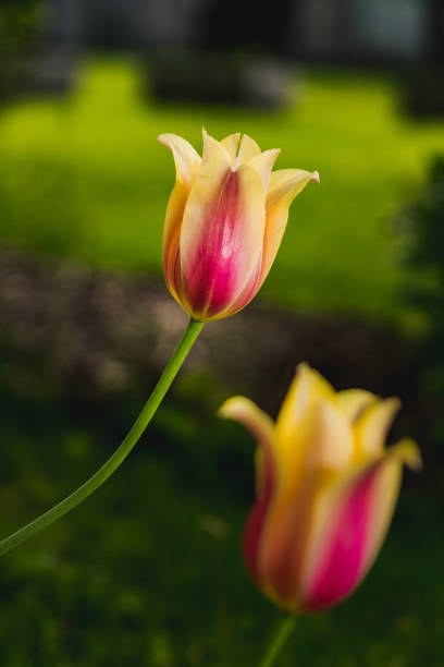 istock The Tulip in the Center 1153687842