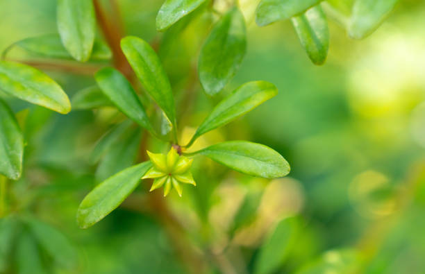 anisbaum oder anisbaum grün gewürz und blätter aus der nähe - sternanis stock-fotos und bilder