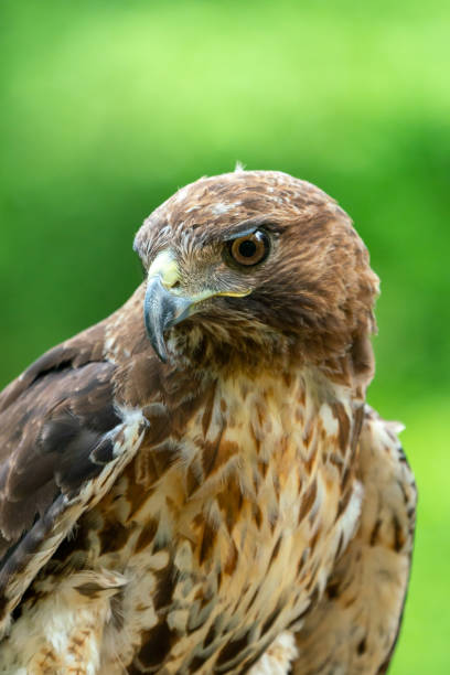 istock red-tailed hawk or Buteo jamaicensis close-up portrait 1153688681