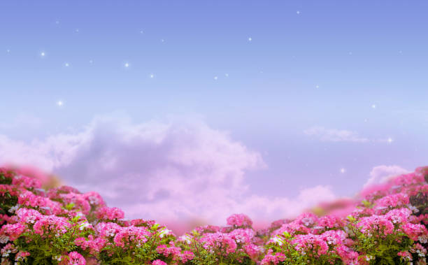fantasievolle kulisse des morgenhimmels mit sternen, wolken und rosenblüten - dreams heaven cloud fairy tale stock-fotos und bilder