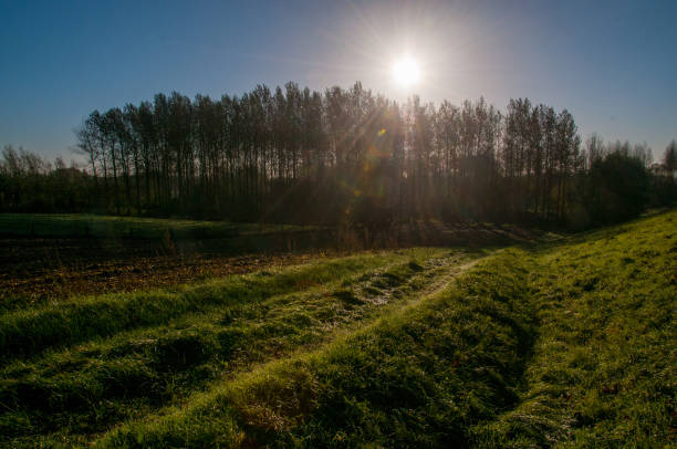 An early morning landscape including a tractor trail, in the east flemish country side.