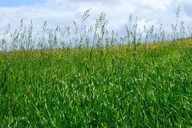 istock Close-up of Field Grass 1153690455