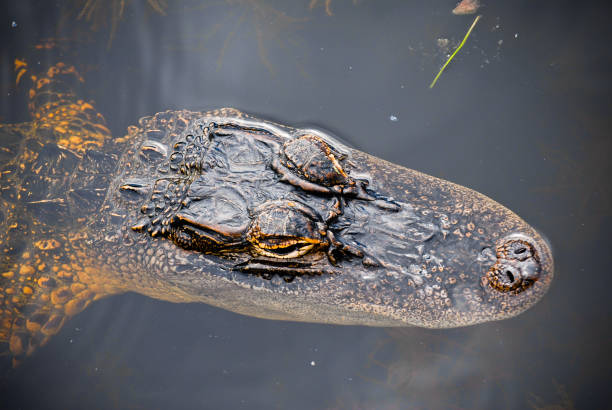 Young alligator stock photo