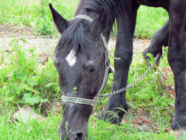 istock Black horse eating green grass 1153690608