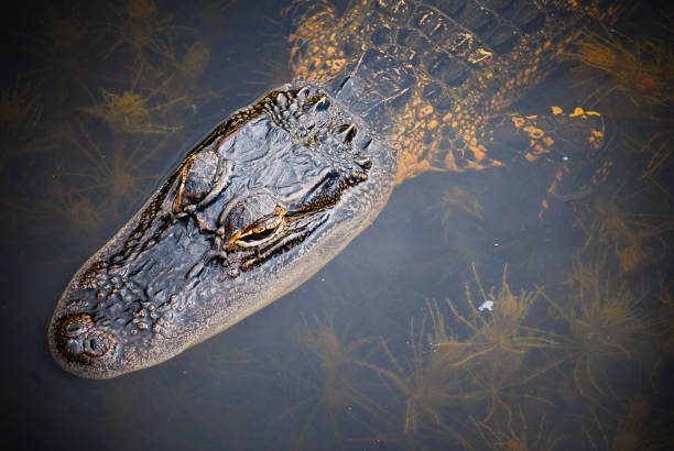 young alligator stock photo