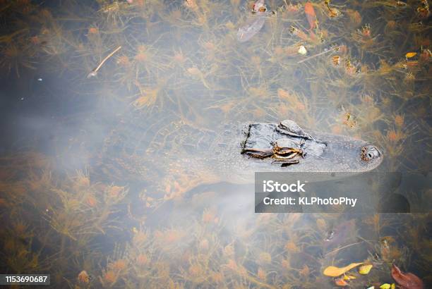 Young Alligator Stock Photo - Download Image Now - Alligator, Animal, Animal Wildlife