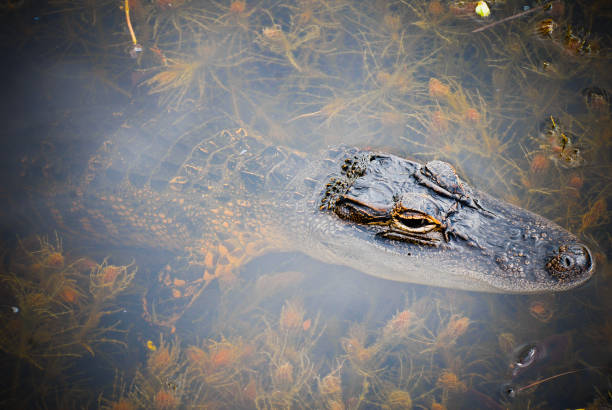 Young Alligator stock photo