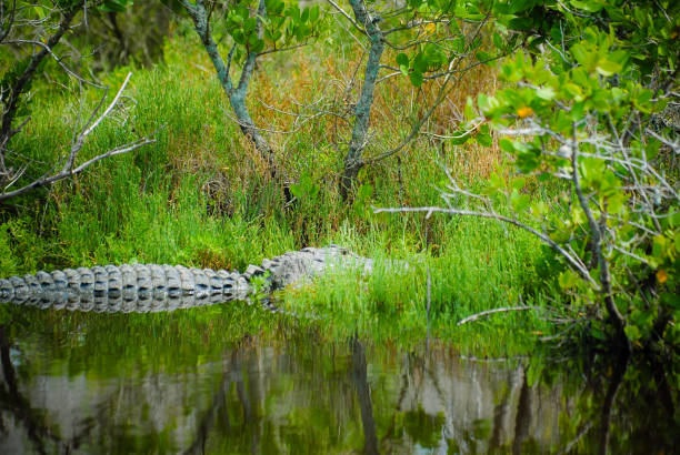 Huge Alligator stock photo