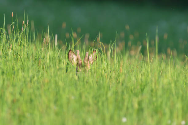 istock Small roe buck with antler  to hide in camouflage on grass and forest 1153691914