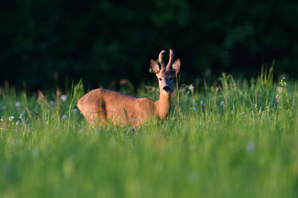 istock Young roe deer with growing antler grazing grass on the meadow 1153692010