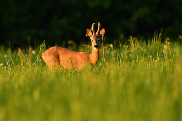 istock Young roe deer with growing antler grazing grass on the meadow 1153692088