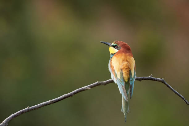 istock European Bee-Eater sitting on a branch in nature - merops apiaster 1153692216