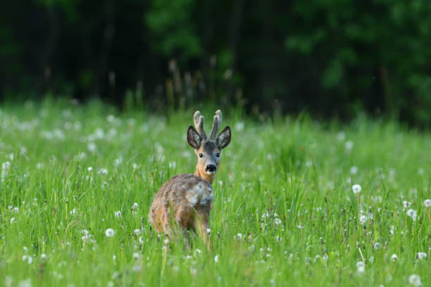 istock Young roe deer with growing antler grazing grass on the meadow 1153692318