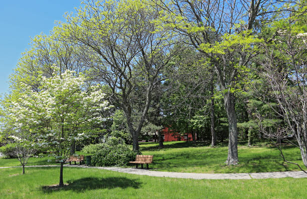 매사추세츠 주 퀸시의 주거 지역에 있는 작은 동네 공원 - massachusetts landscape new england spring 뉴스 사진 이미지