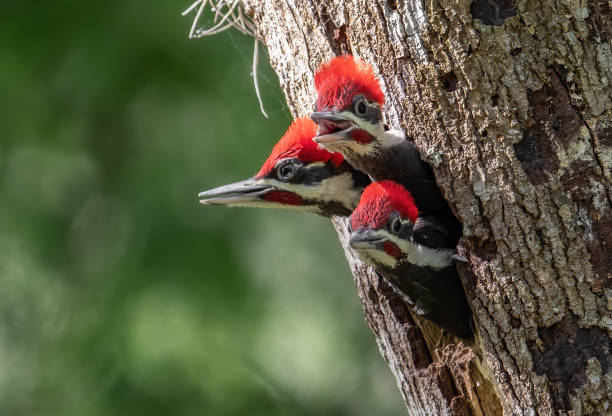 Pileated Woodpecker Portrait stock photo