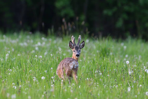 istock Young roe deer with growing antler grazing grass on the meadow 1153692848