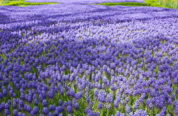 pżądy na kwiatku - insect animal eye flower flower head zdjęcia i obrazy z banku zdjęć